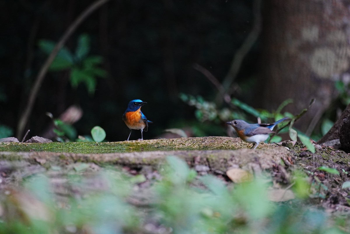 Chinese Blue Flycatcher - ML645688667