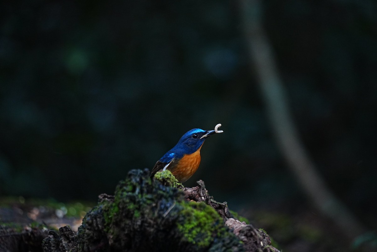 Chinese Blue Flycatcher - ML645688668