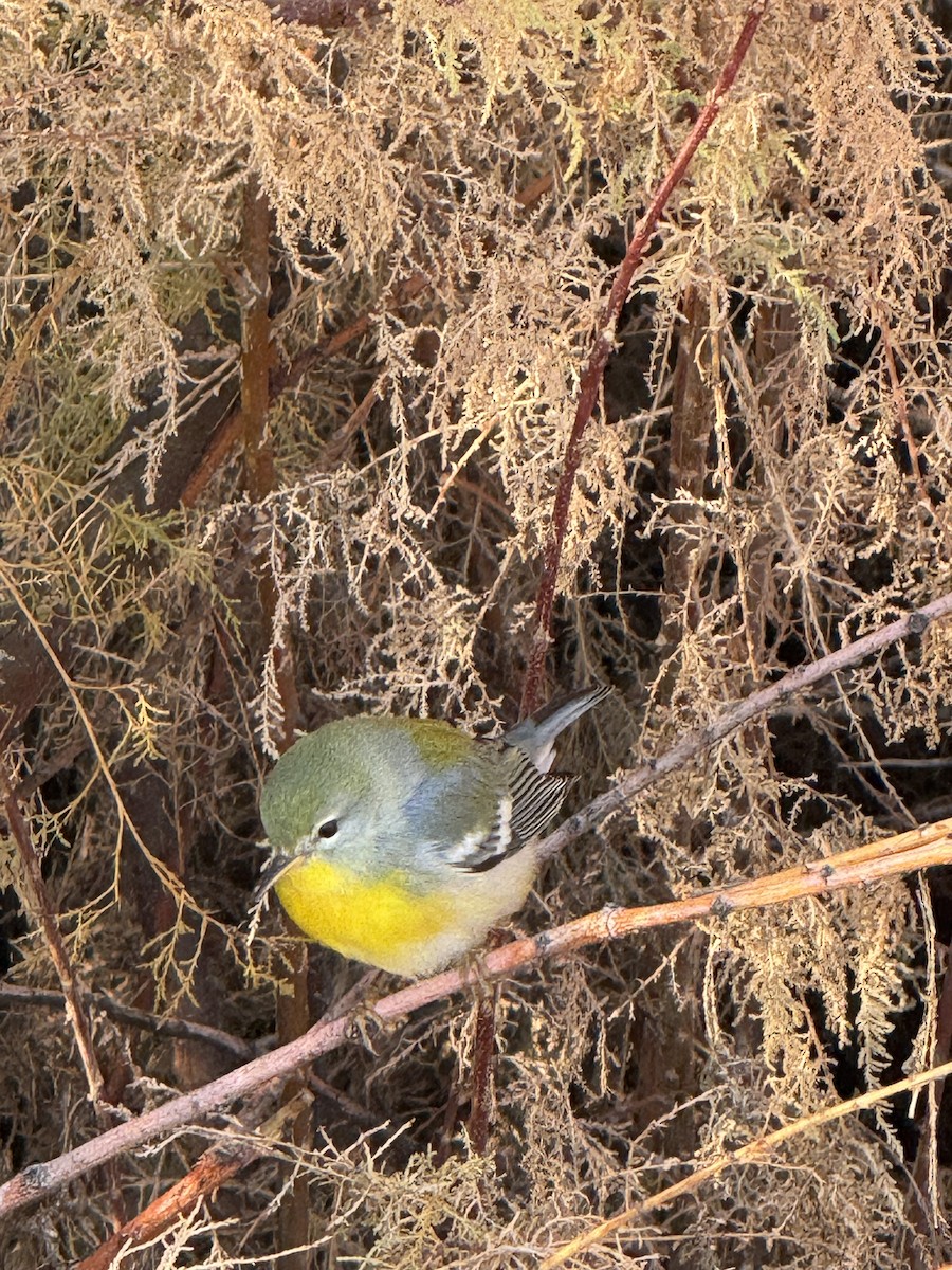 Northern Parula - ML645688680