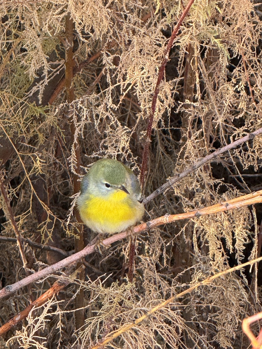 Northern Parula - ML645688681
