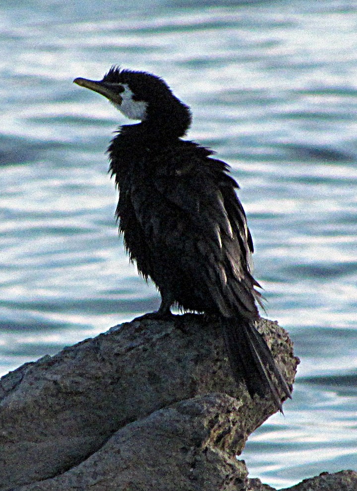Little Pied Cormorant - ML645688685