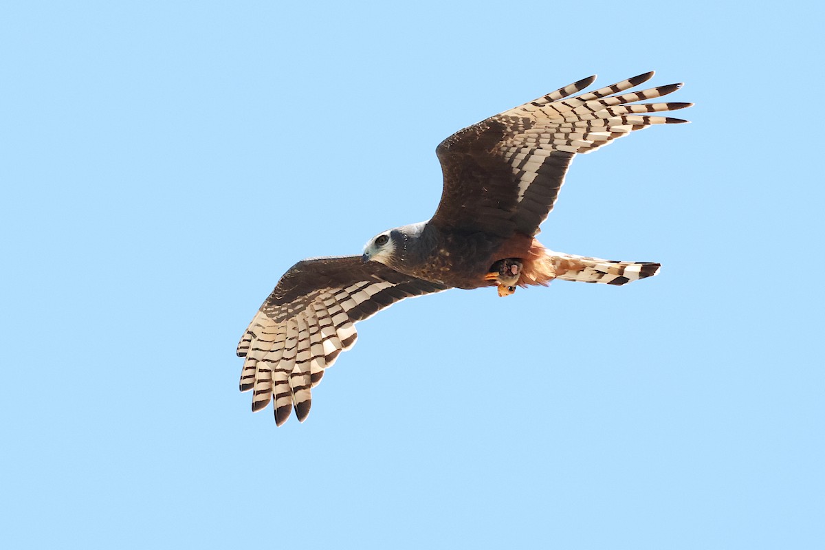 Long-winged Harrier - ML645688686