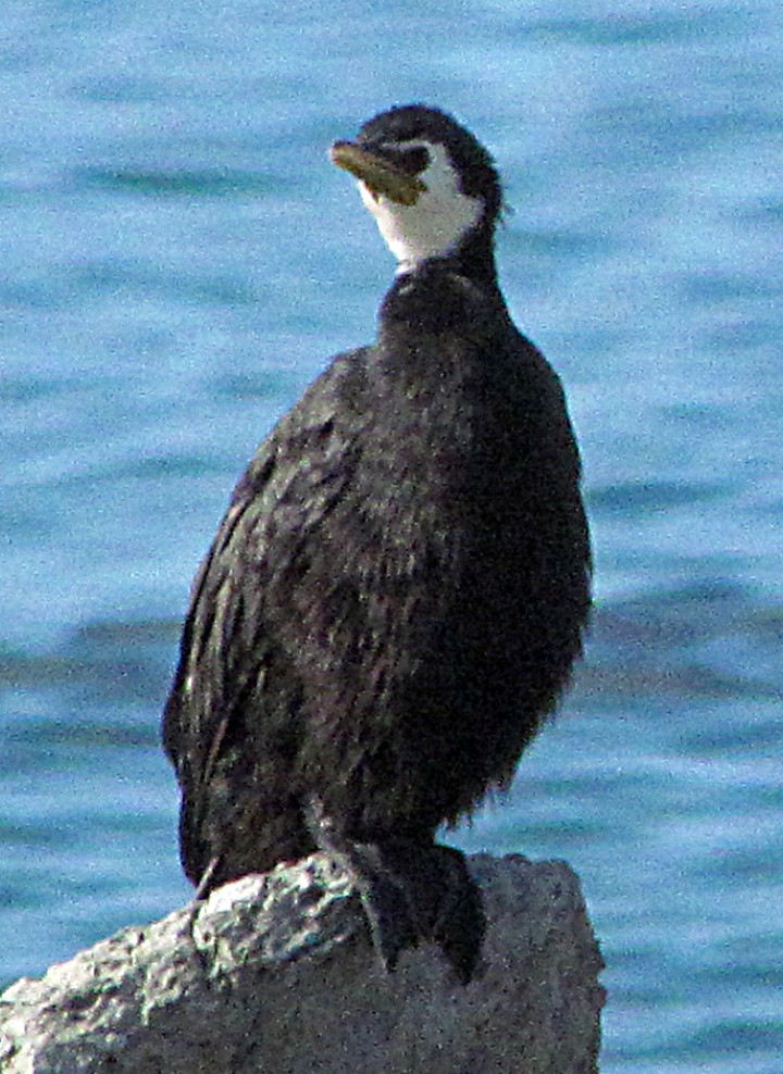 Little Pied Cormorant - ML645688701