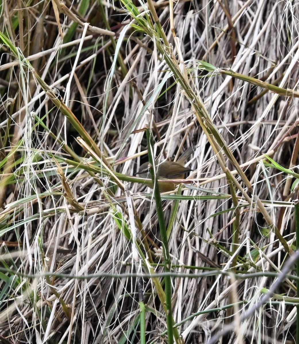 Yellowish-bellied Bush Warbler - ML645688702