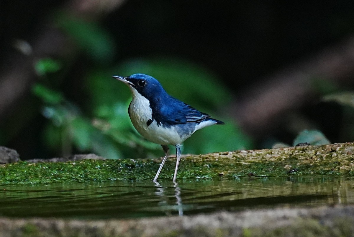 Siberian Blue Robin - ML645688706