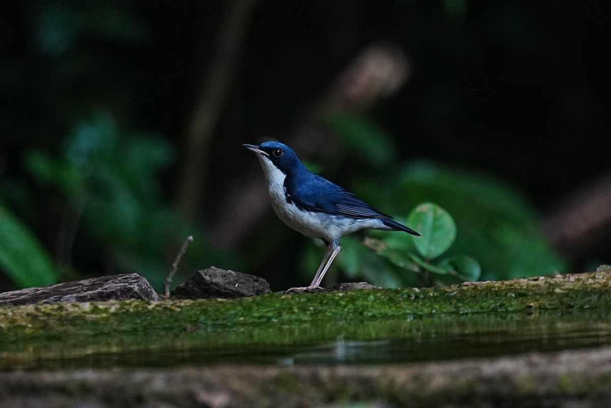 Siberian Blue Robin - ML645688707