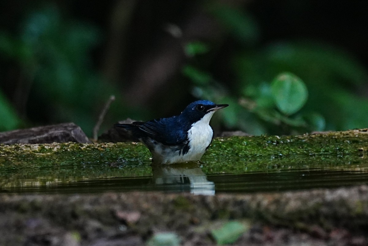 Siberian Blue Robin - ML645688708