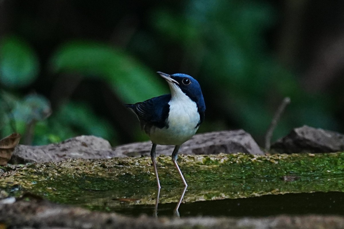 Siberian Blue Robin - ML645688709
