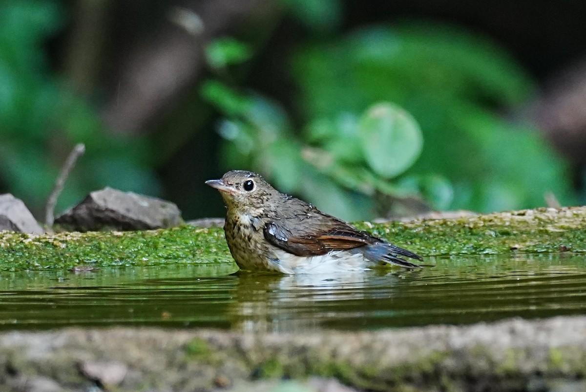 Siberian Blue Robin - ML645688710