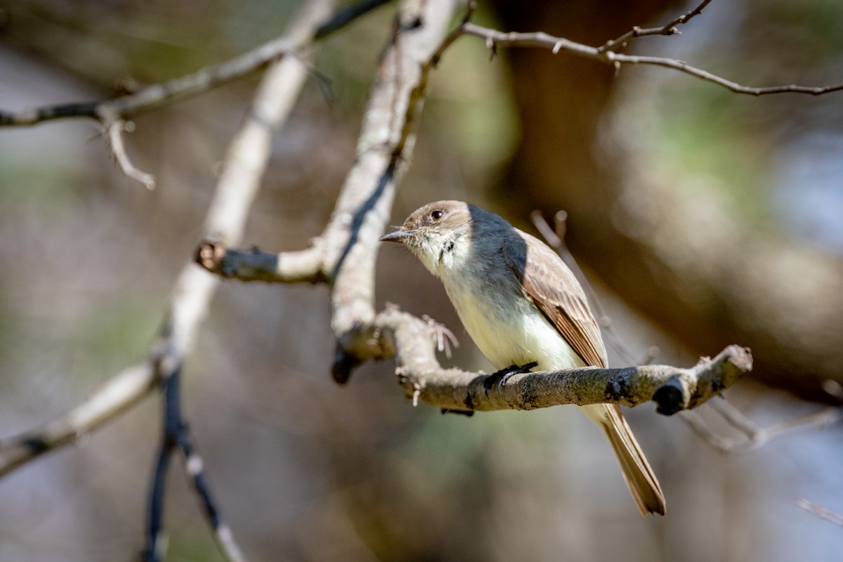 Eastern Phoebe - ML645688730