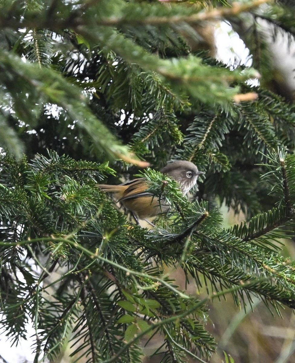 Фульвета тайванська - ML645688731