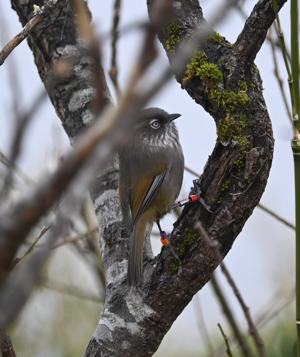 Фульвета тайванська - ML645688738