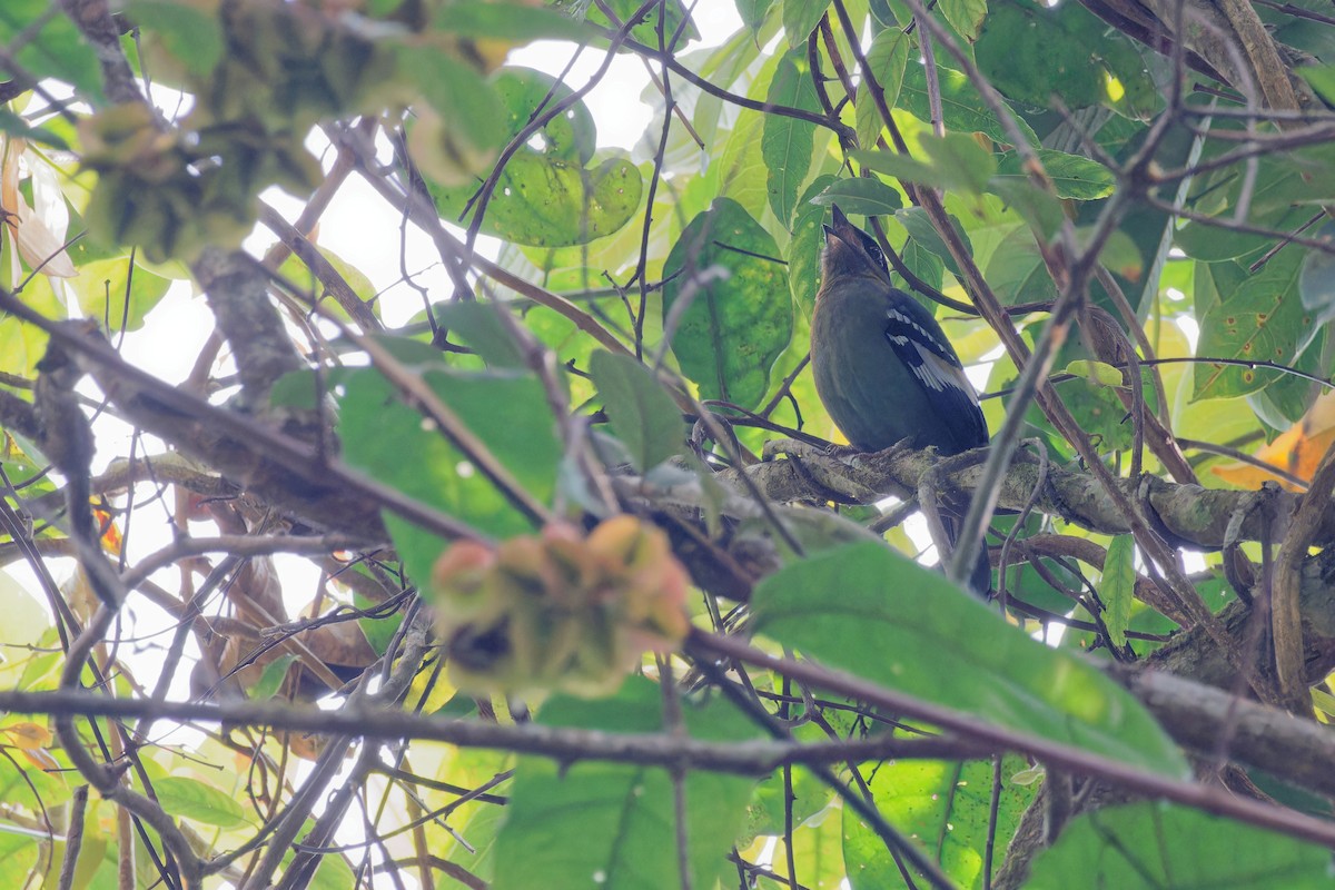 Green Cochoa - ML645688758