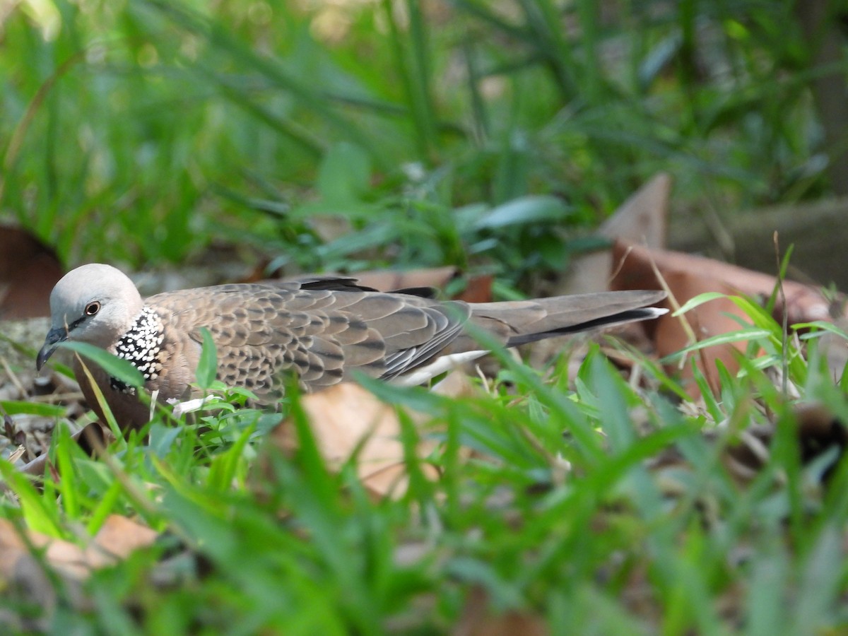 Spotted Dove - ML645688766
