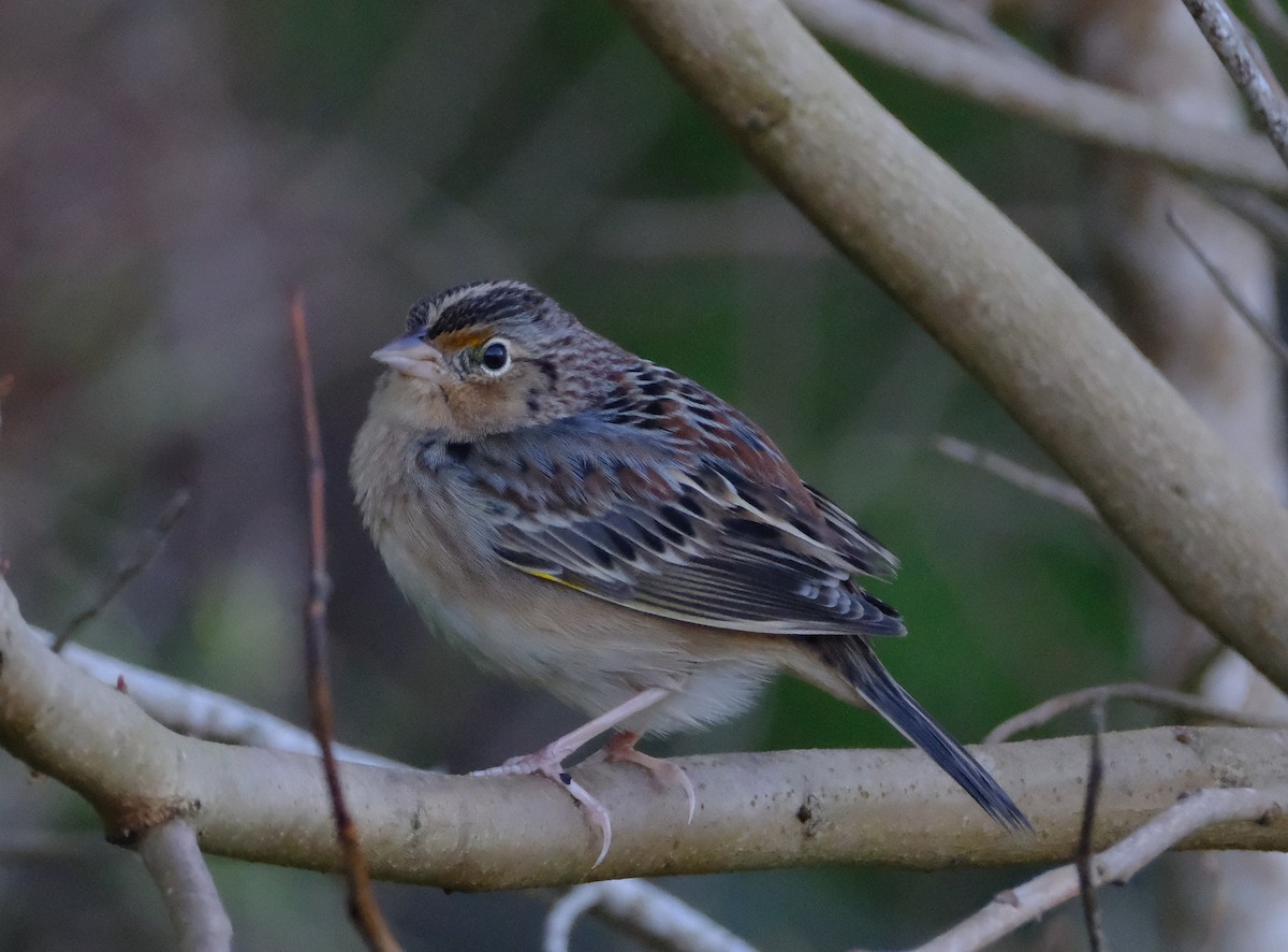 Grasshopper Sparrow - ML645688768