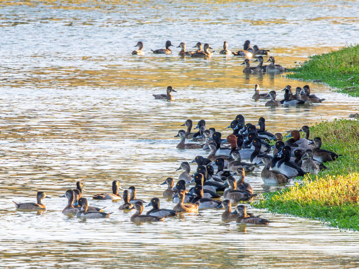 polák americký - ML645688770