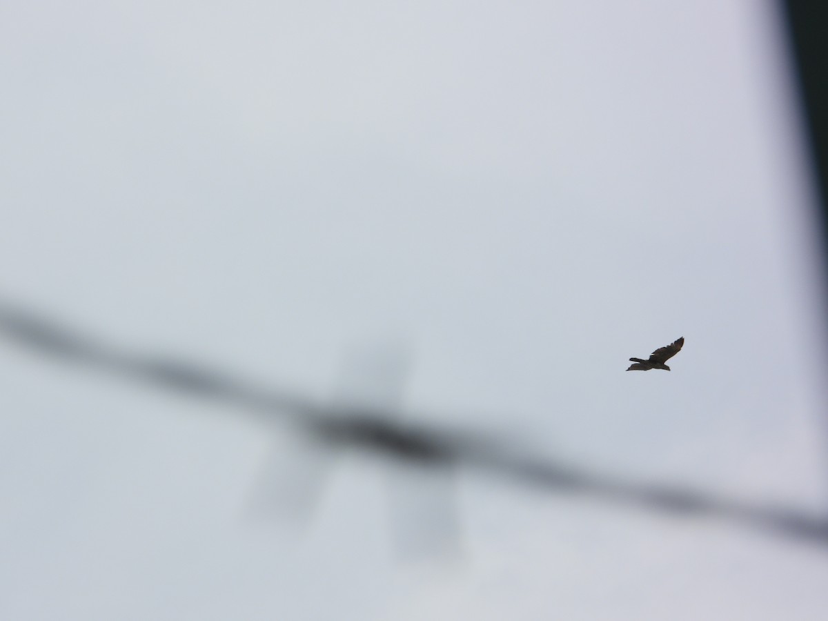 Oriental Honey-buzzard - ML645688774