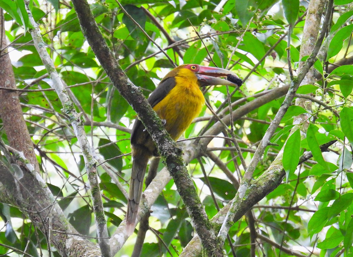 Saffron Toucanet - ML645688776