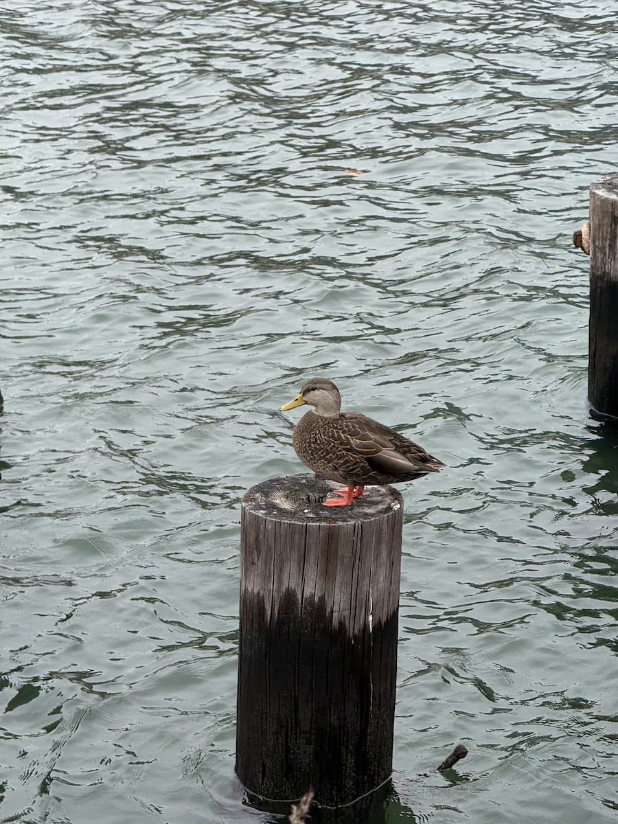 Ahate iluna - ML645688780