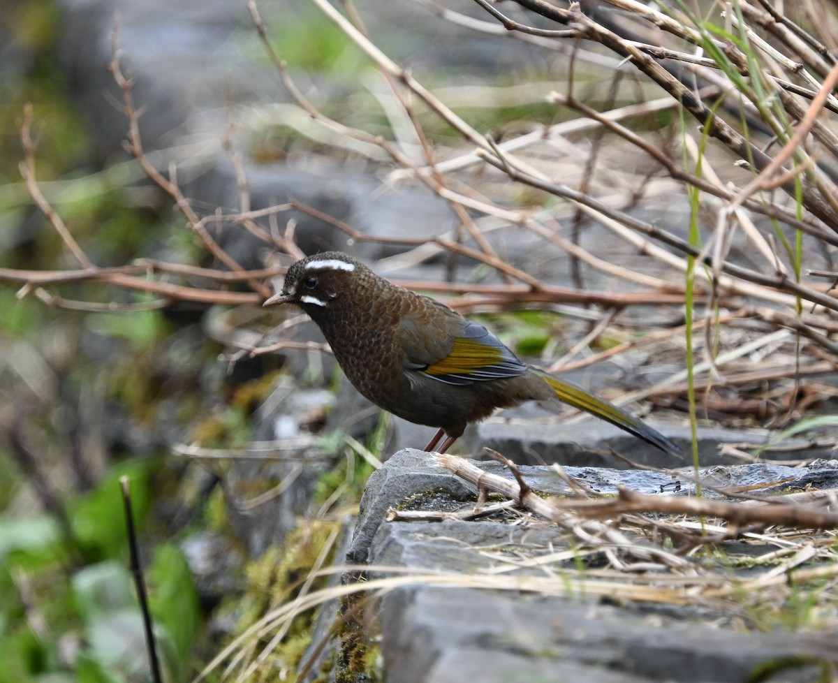 White-whiskered Laughingthrush - ML645688781