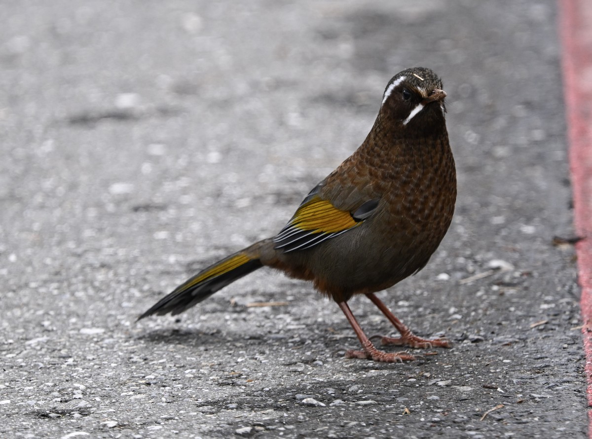 White-whiskered Laughingthrush - ML645688782