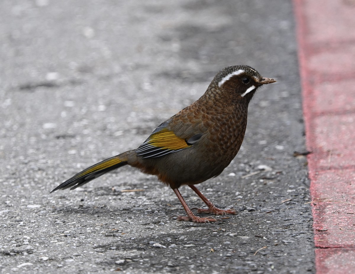 White-whiskered Laughingthrush - ML645688783