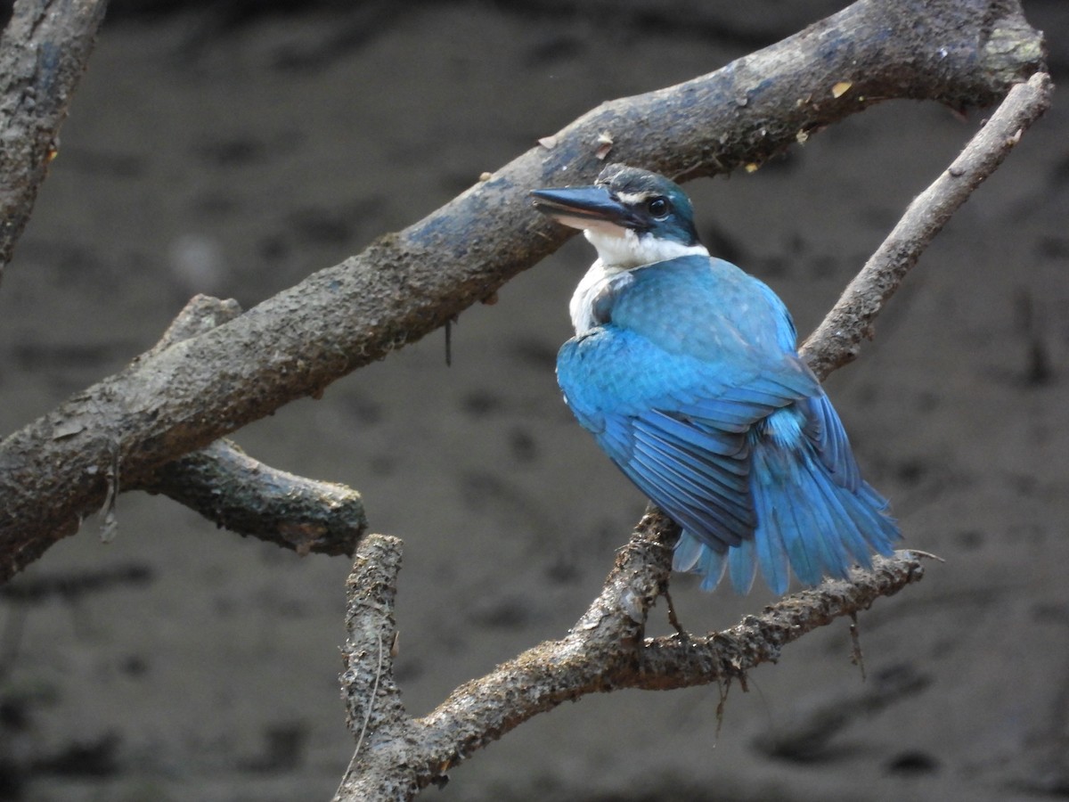 Collared Kingfisher - ML645688784