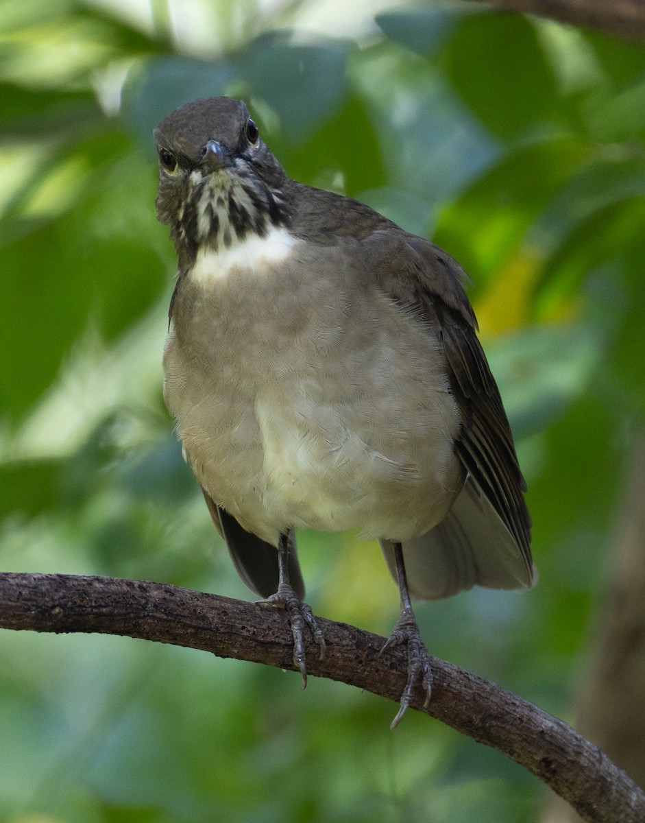 White-throated Thrush - ML645688785