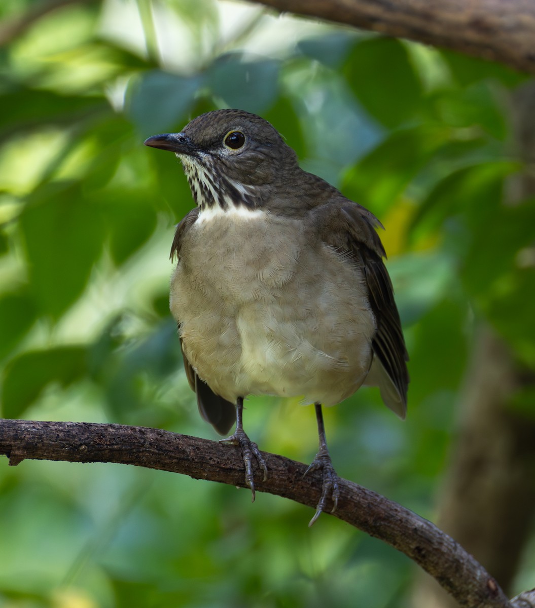 White-throated Thrush - ML645688786