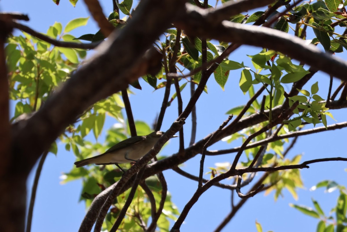 Black-whiskered Vireo - ML645688787