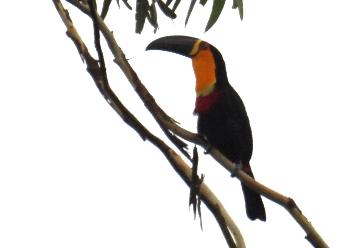 Channel-billed Toucan - ML645688790