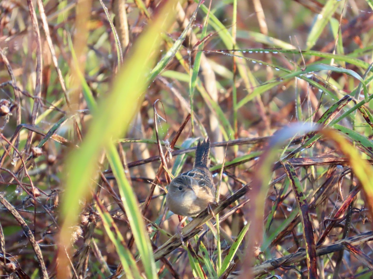 Cucarachero Culibarrado - ML645688796