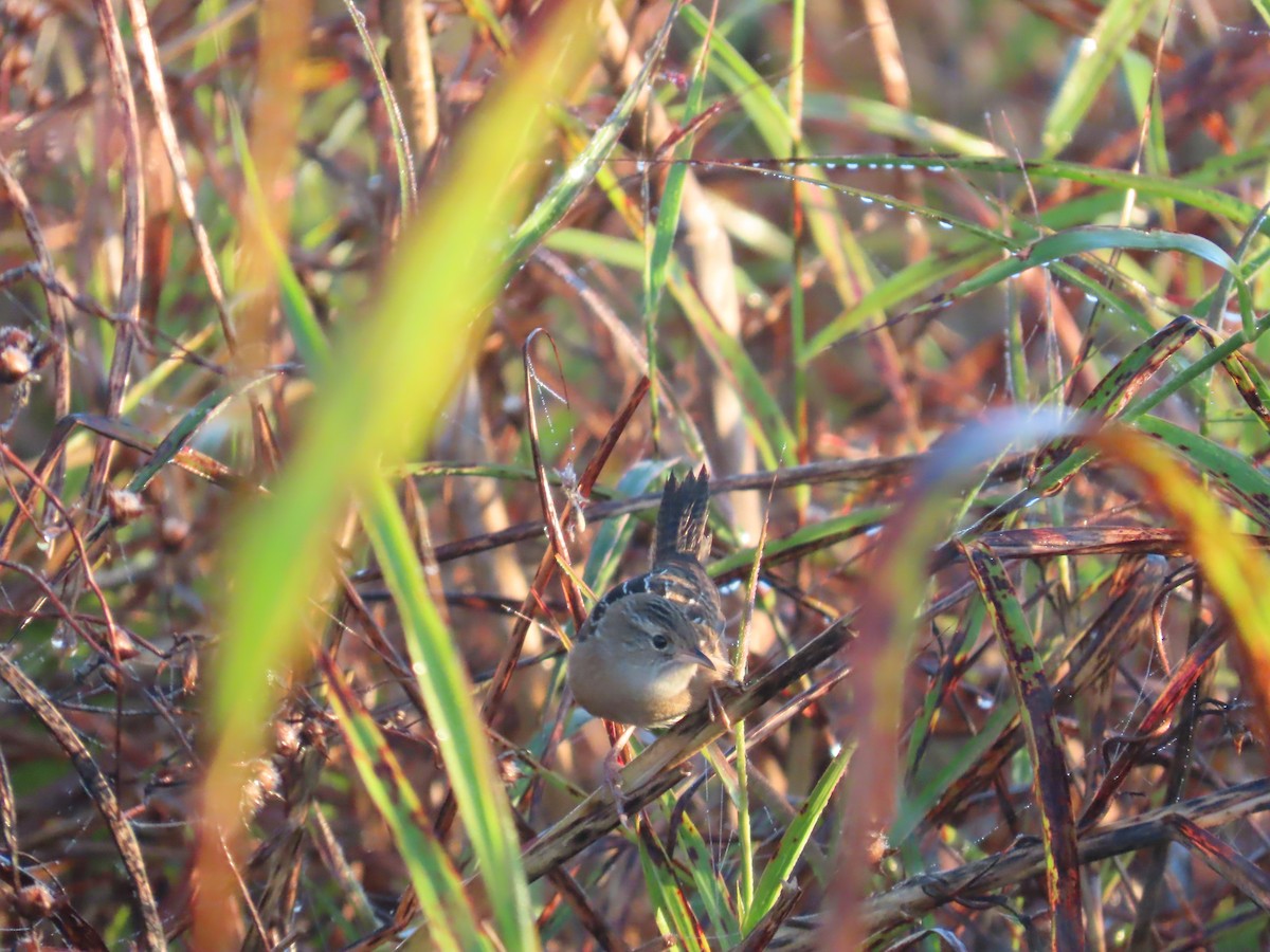 Cucarachero Culibarrado - ML645688797