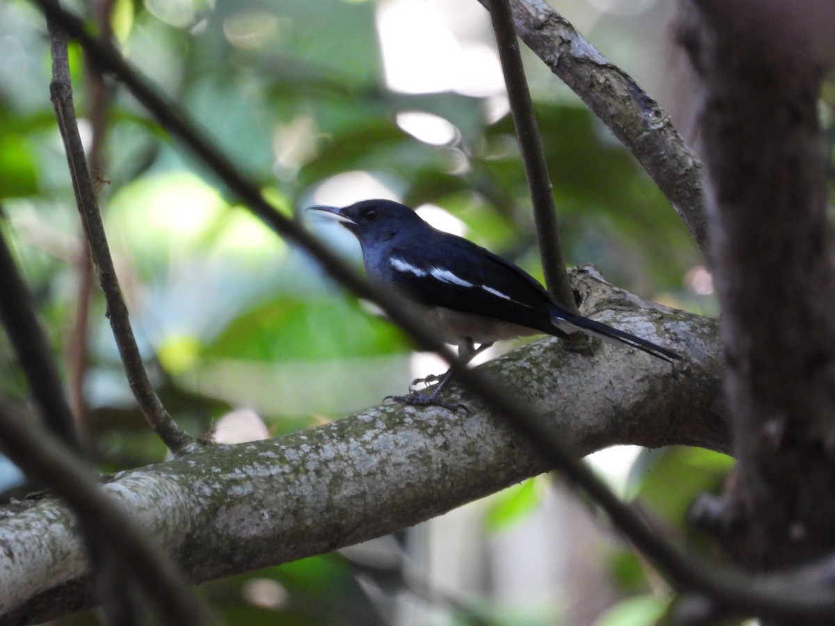 Oriental Magpie-Robin - ML645688798