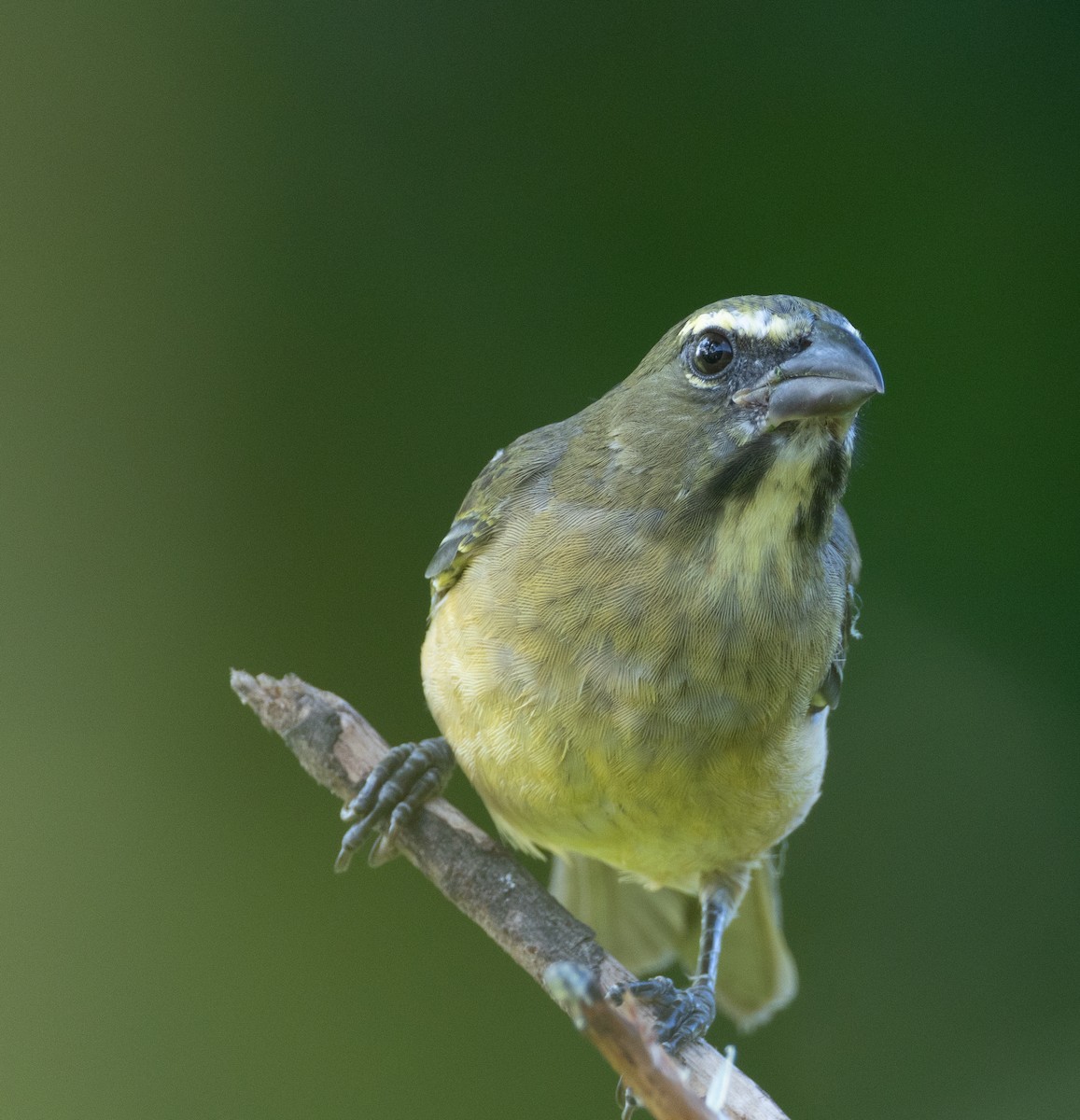 Cinnamon-bellied Saltator - ML645688799