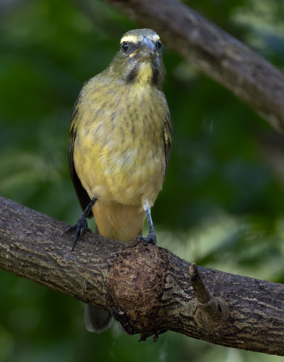 Cinnamon-bellied Saltator - ML645688800