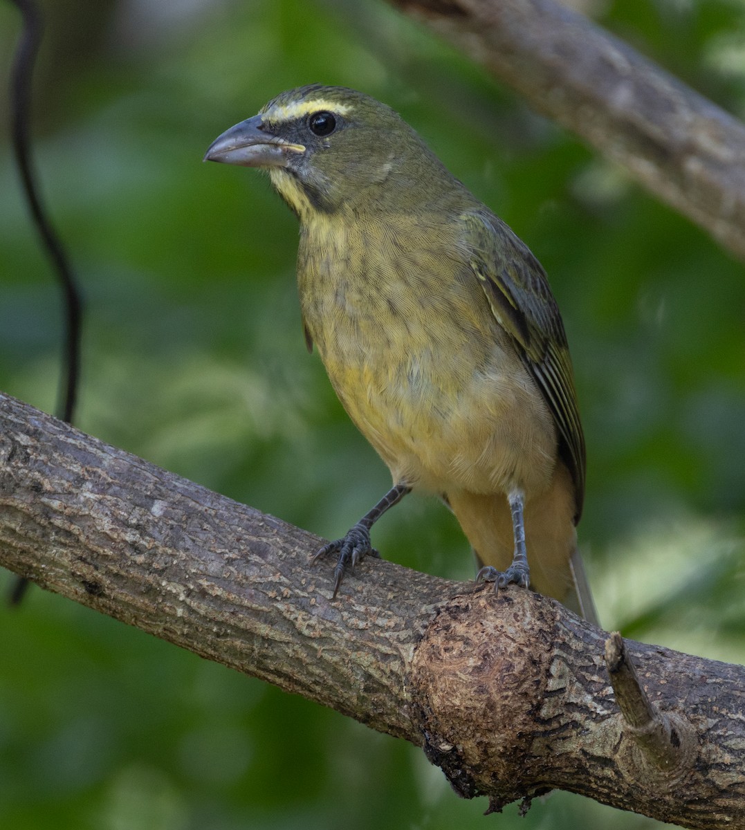 Cinnamon-bellied Saltator - ML645688801