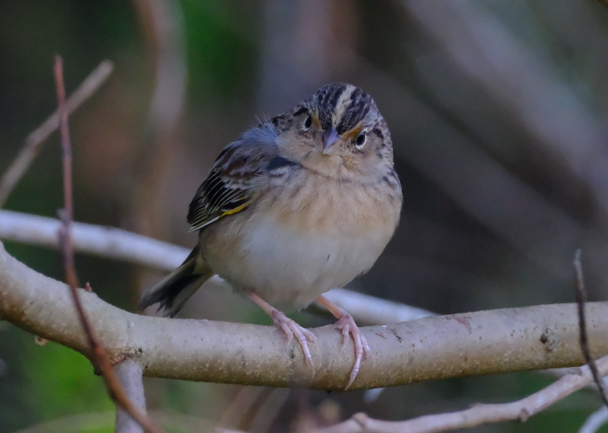 Grasshopper Sparrow - ML645688806