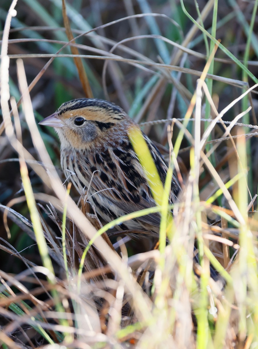 LeConte's Sparrow - ML645688808