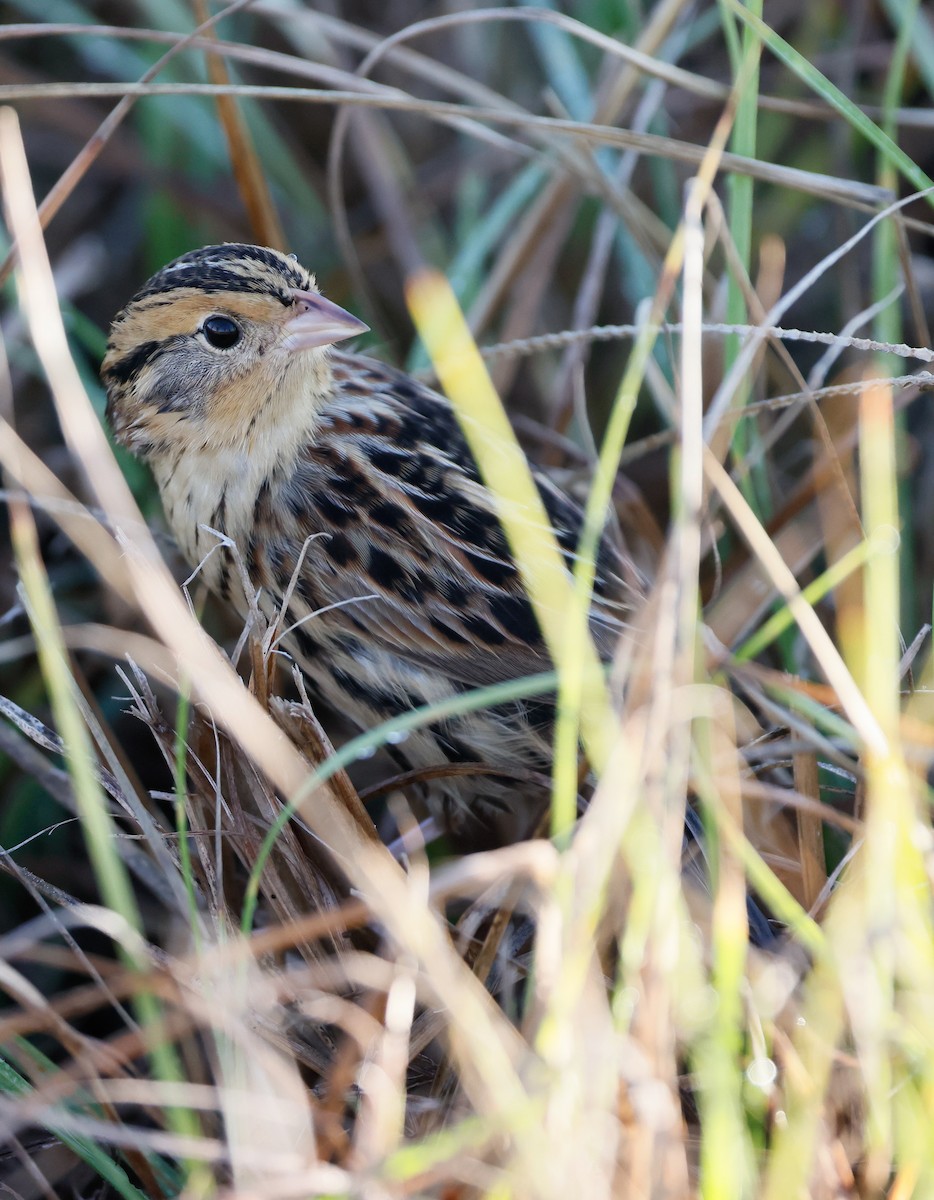 LeConte's Sparrow - ML645688809