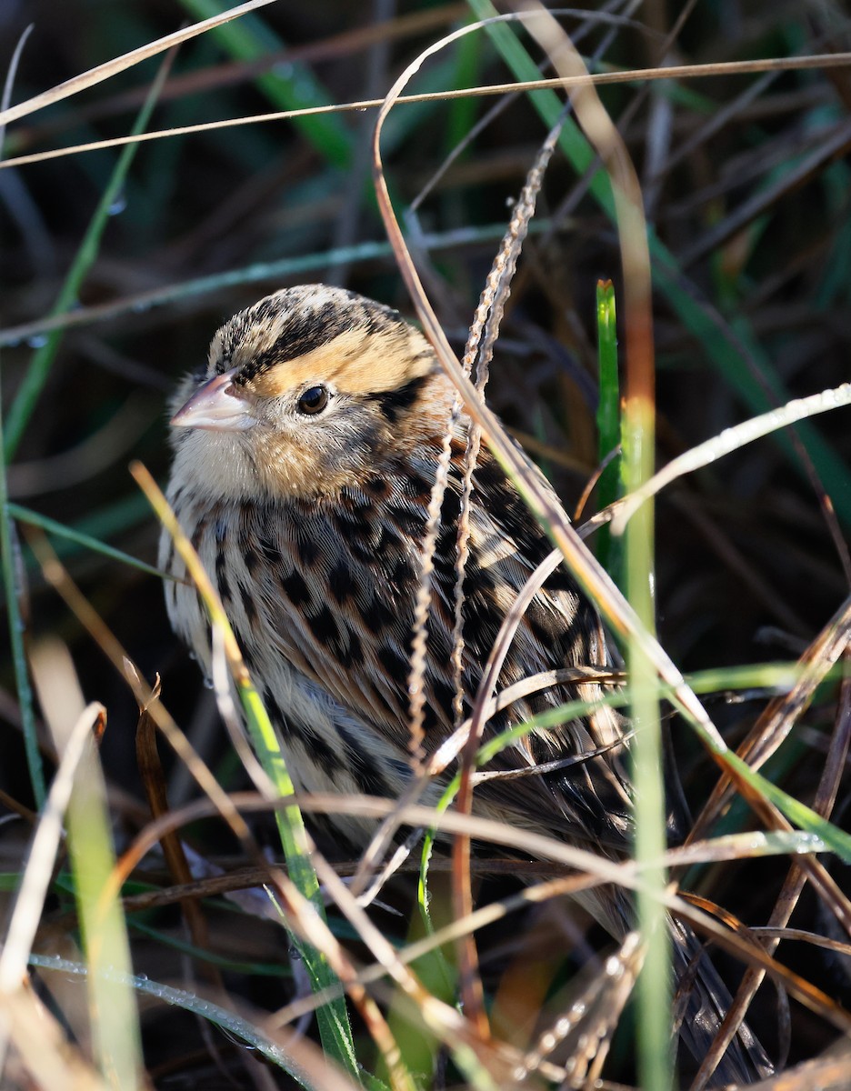 LeConte's Sparrow - ML645688810