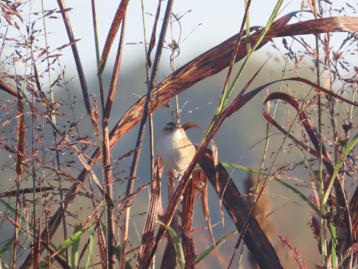 Cucarachero Pantanero - ML645688814