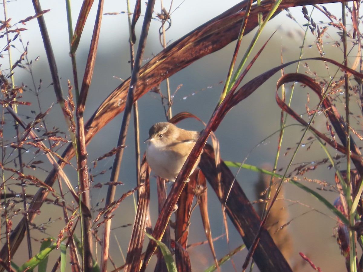 Cucarachero Pantanero - ML645688815