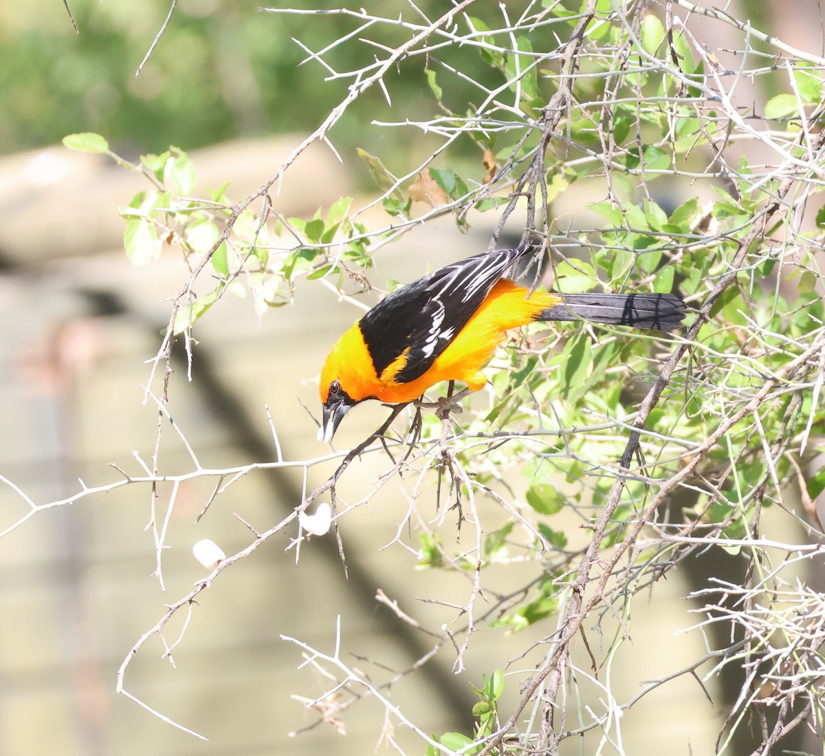 Altamira Oriole - ML645688822
