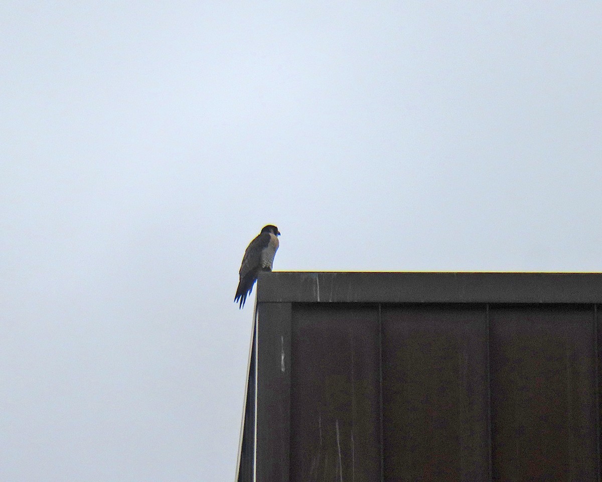 遊隼 - ML645688823