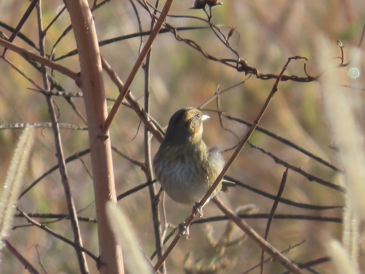 nålstjertspurv - ML645688828