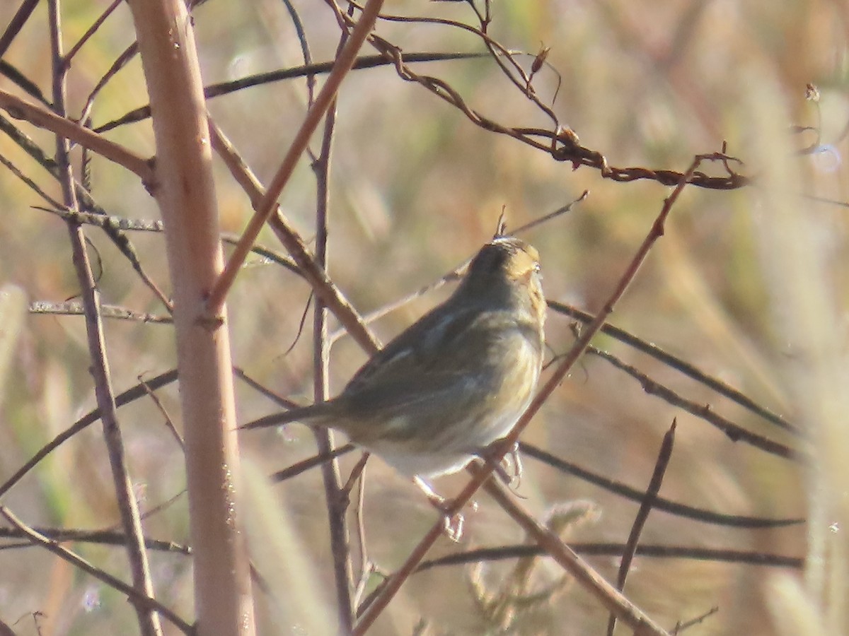 nålstjertspurv - ML645688829