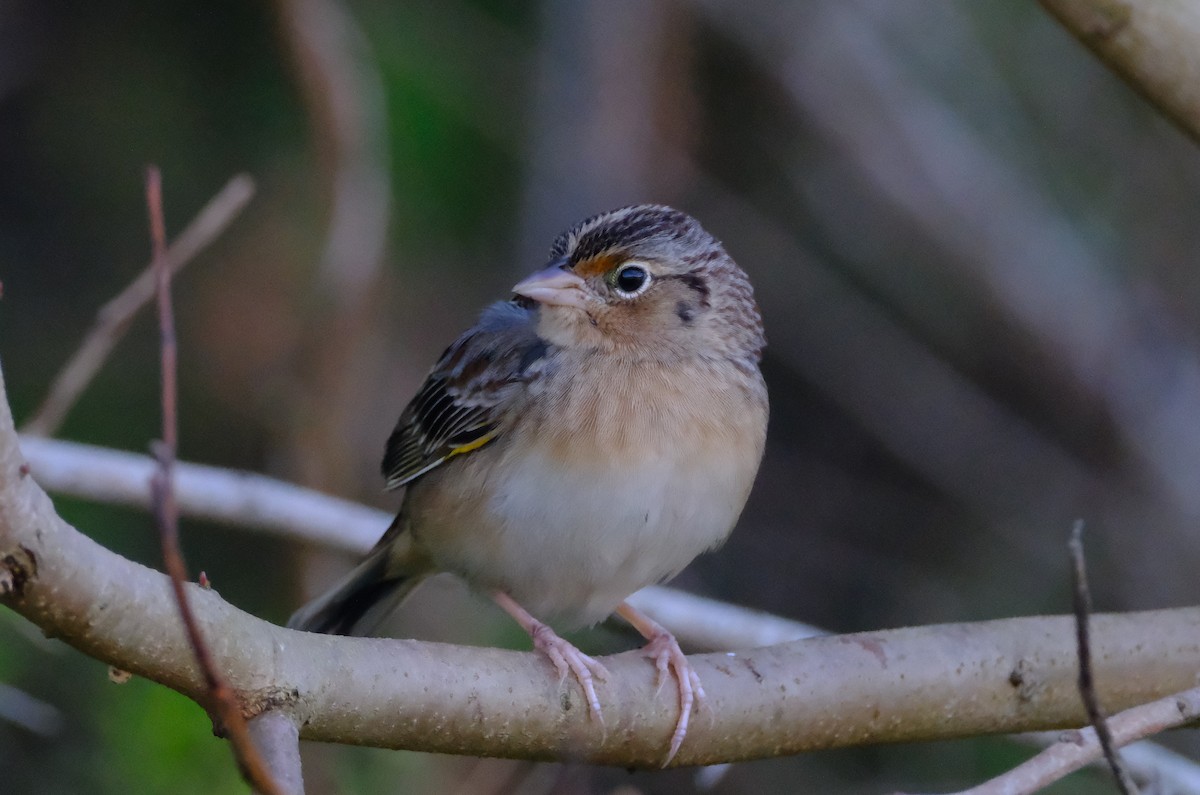 Grasshopper Sparrow - ML645688832