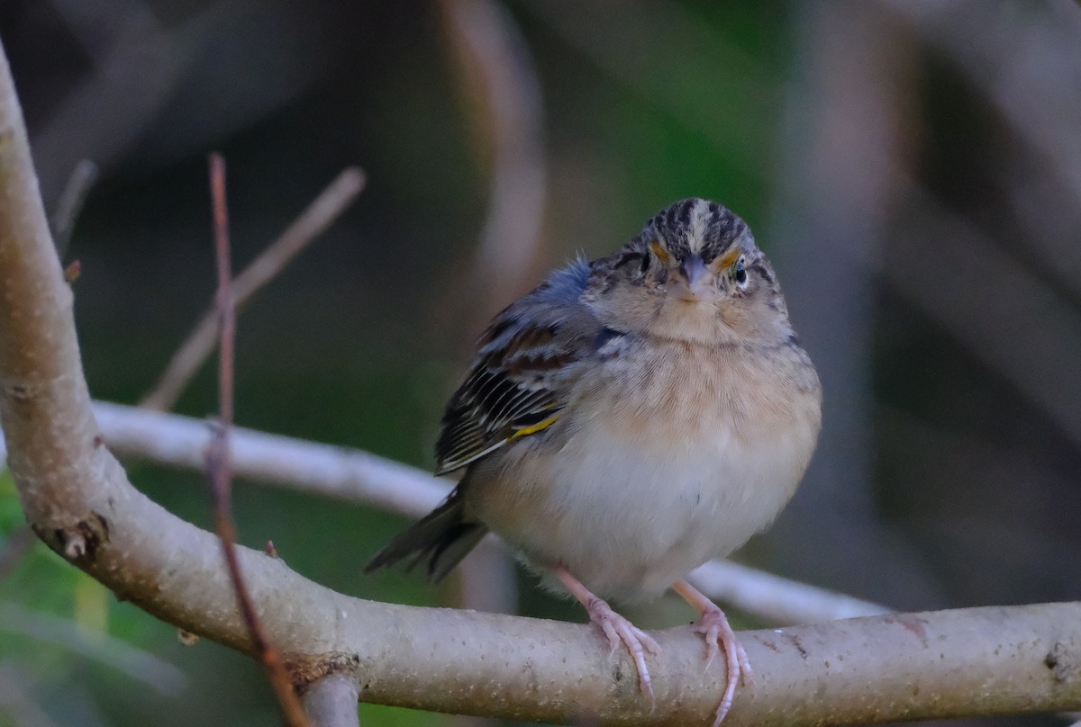 Grasshopper Sparrow - ML645688846
