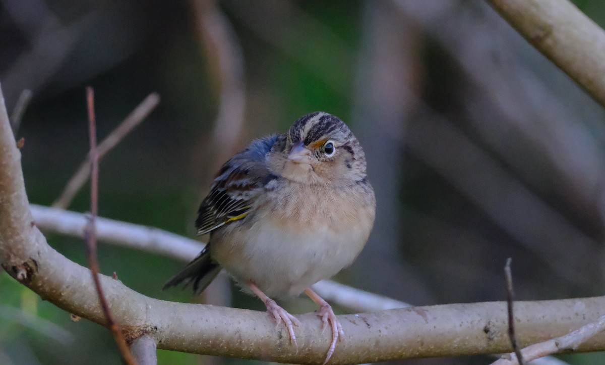 Grasshopper Sparrow - ML645688854